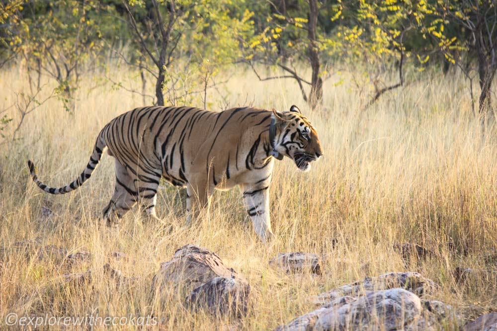 Tadoba national park tiger