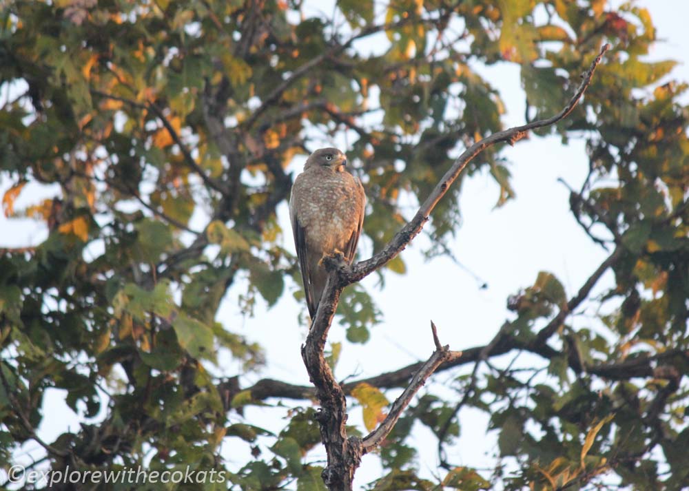 Tadoba National Park