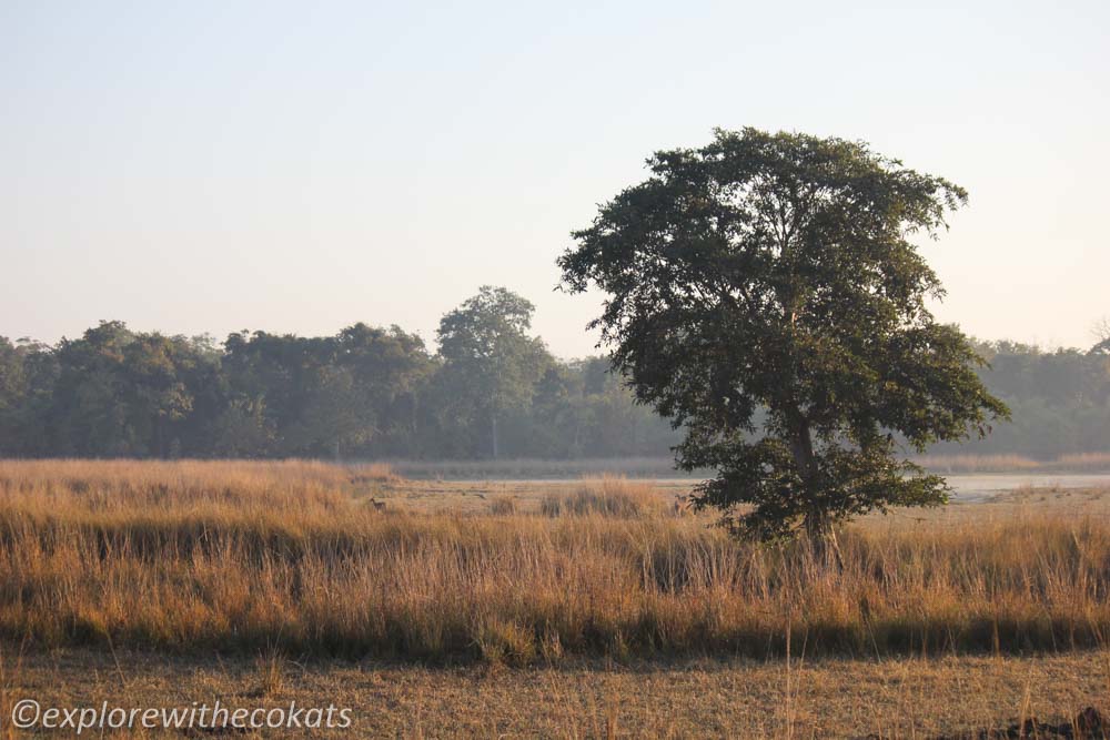 Tadoba National Park