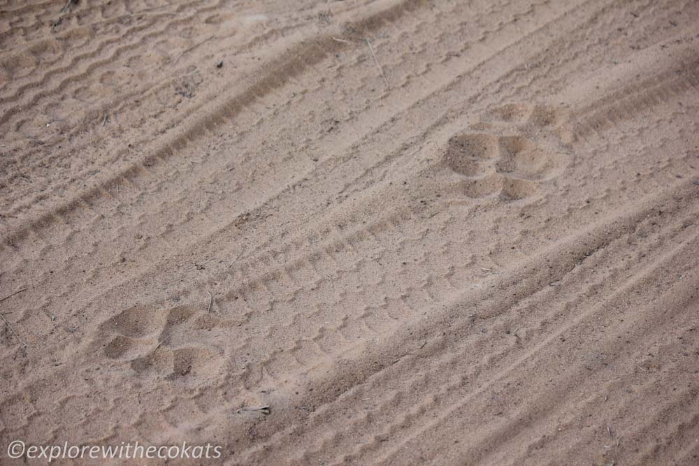 Tadoba National Park tiger pugmark