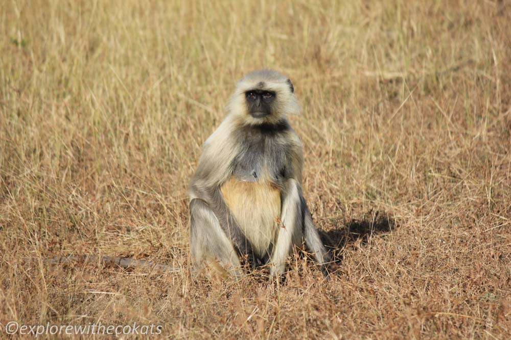 Langur at Tadoba National Park