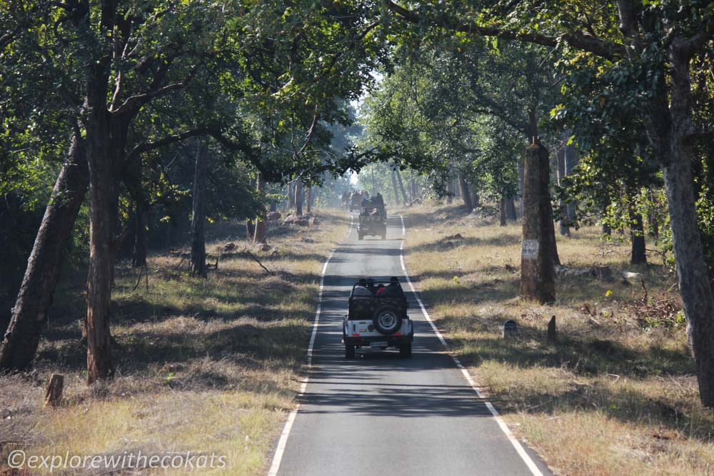 Tadoba National Park safari