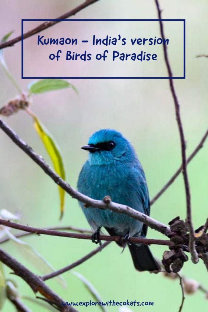 Birding in Pangot, Kilsbury and Sattal in Kumaon region of Uttarakhand |Birds in Sattal | Uttarakhand Birds