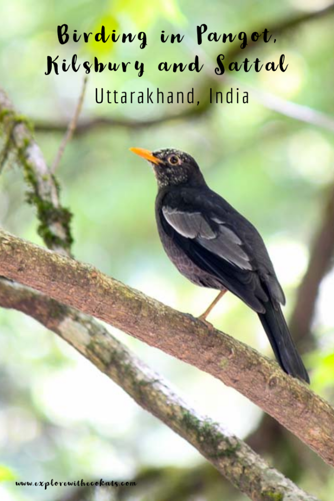 Birding in Pangot, Kilsbury and Sattal in Kumaon region of Uttarakhand |Birds in Sattal | Uttarakhand Birds