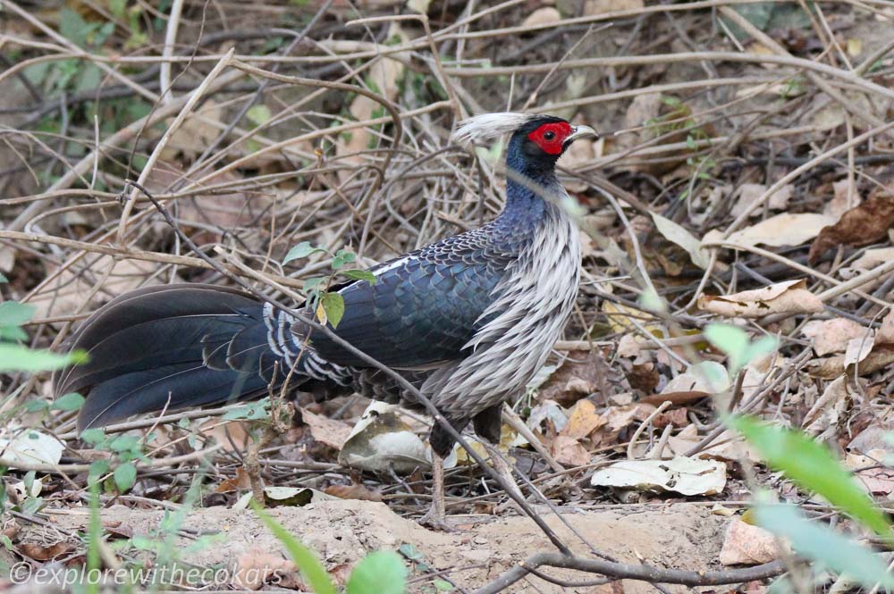 Kalij Pheasant | Birds in Sattal | Uttarakhand Birds