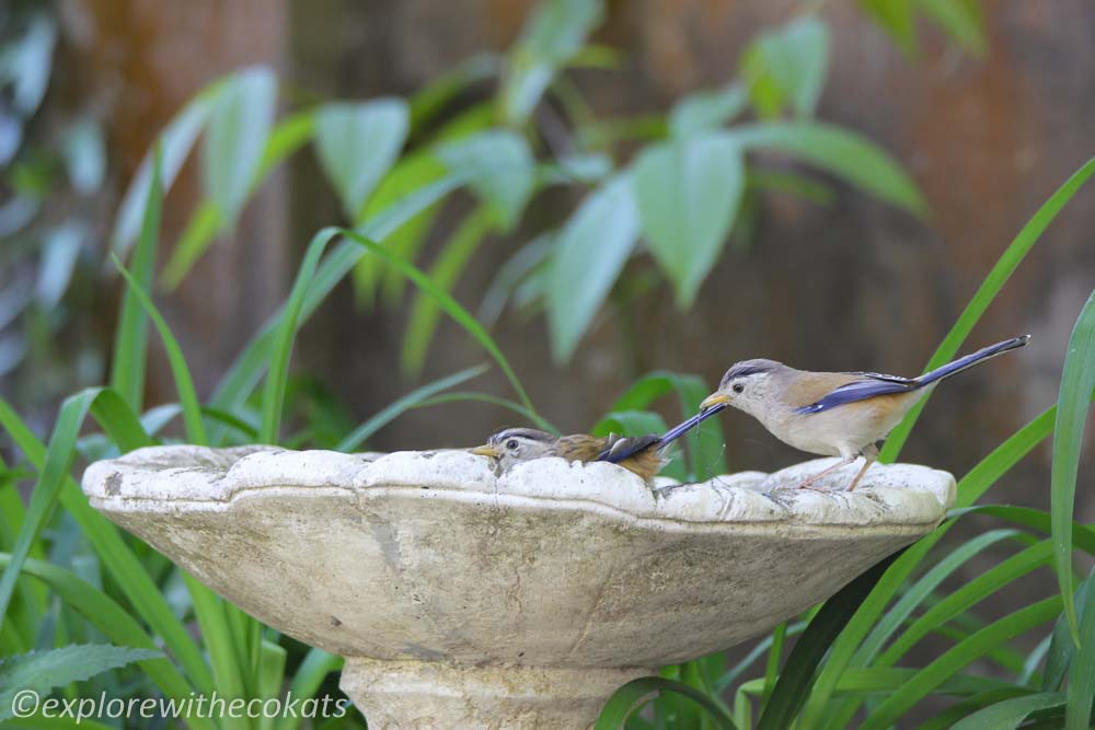 A pair of blue winger siva in Kilsbury Bird Sanctuary