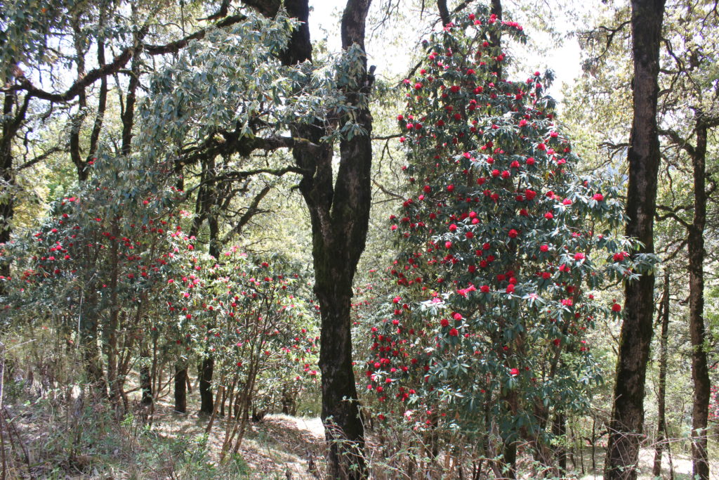 Rhododendron in Pangot