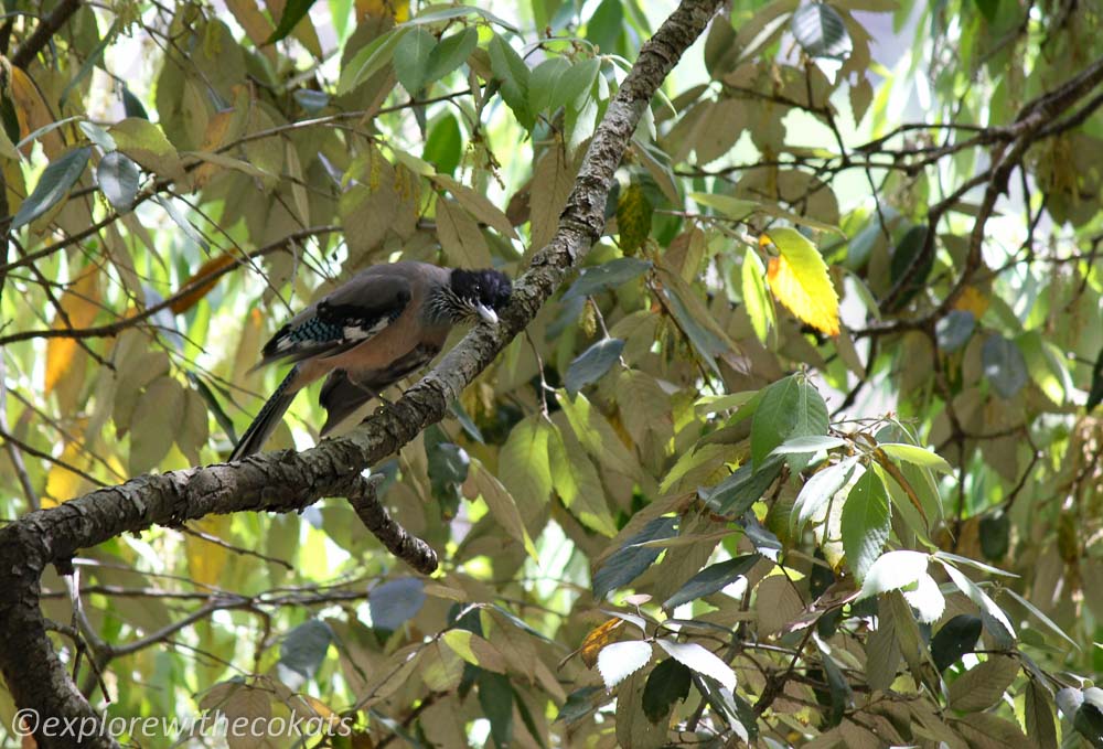 A blue headed jay in Uttarakhand