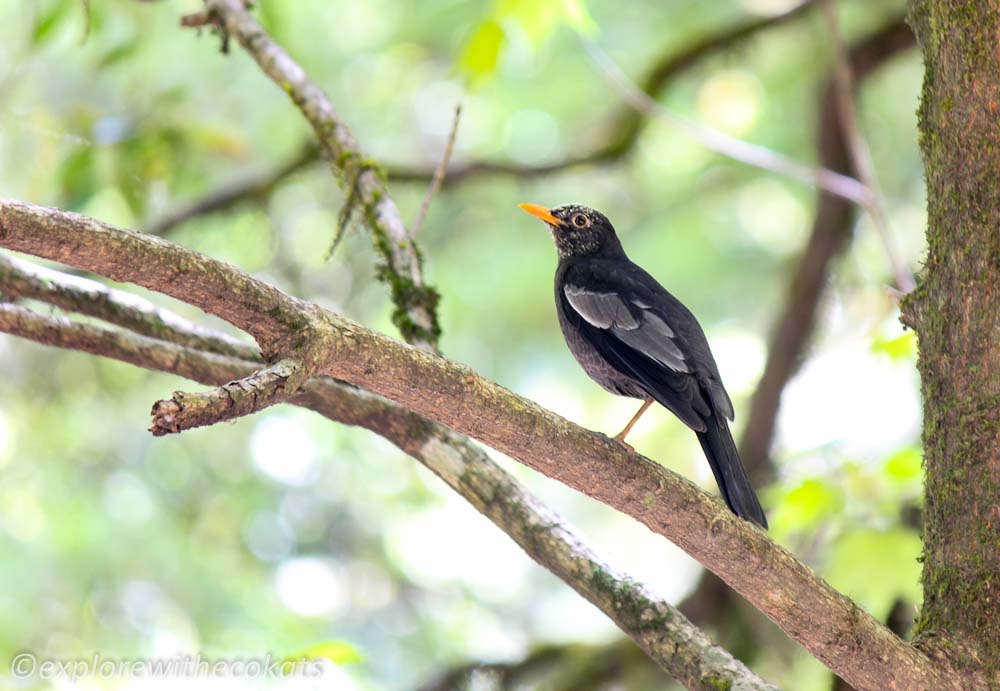 Grey winged Blackbird Pangot, Kilsbury and Sattal