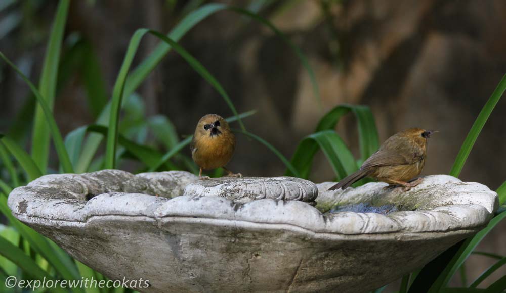 Black chinned babbler during Birding in Pangot, Kilsbury and Sattal