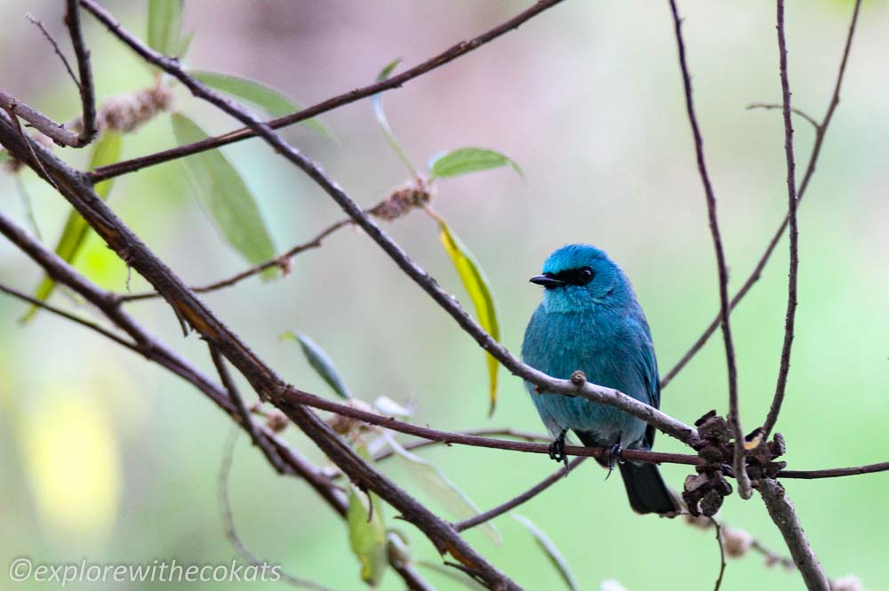 Verditer flycatcher during Birding in Pangot, Kilsbury and Sattal