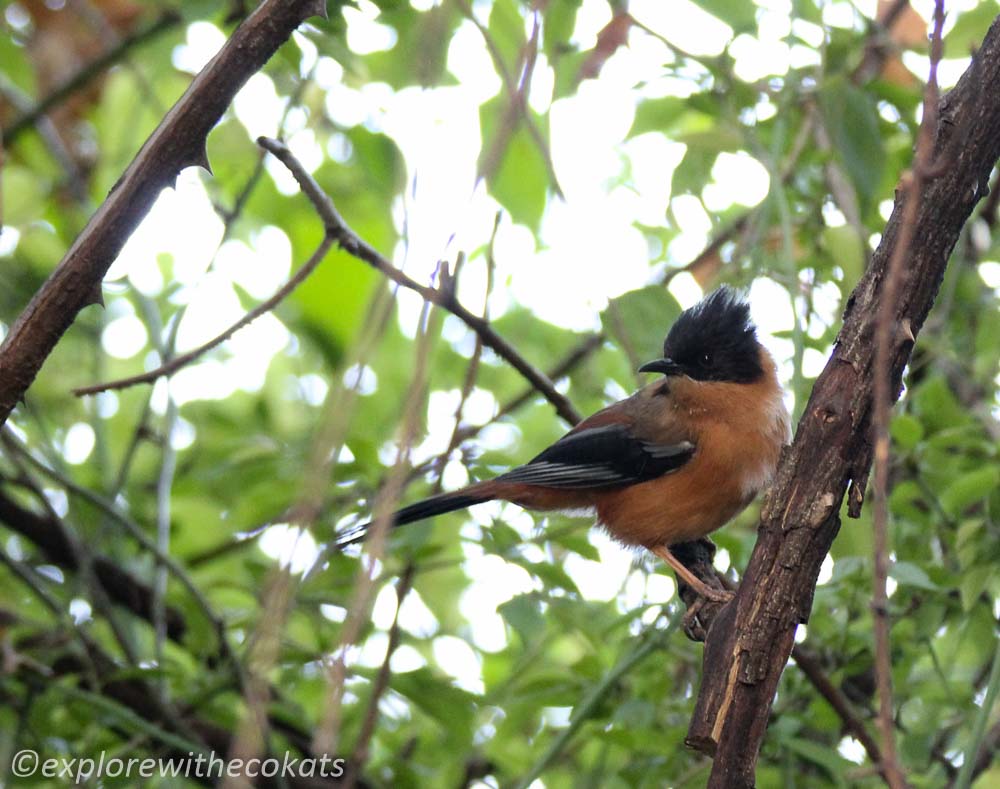 Rufous sibia in Pangot Bird Sanctuary