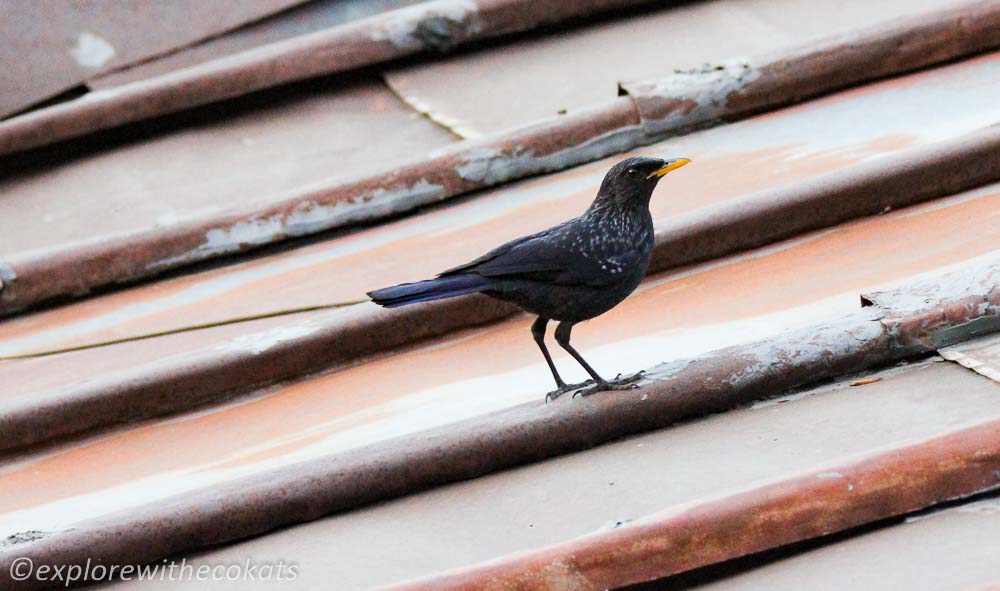 Blue whistling thrush in Kumaon