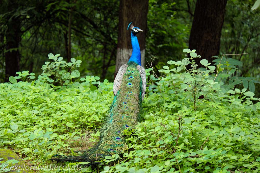 Peacock during one of the vacation in the Indian jungles