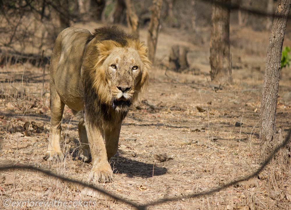 Up and close with Asiatic lion during vacation in the Indian jungles