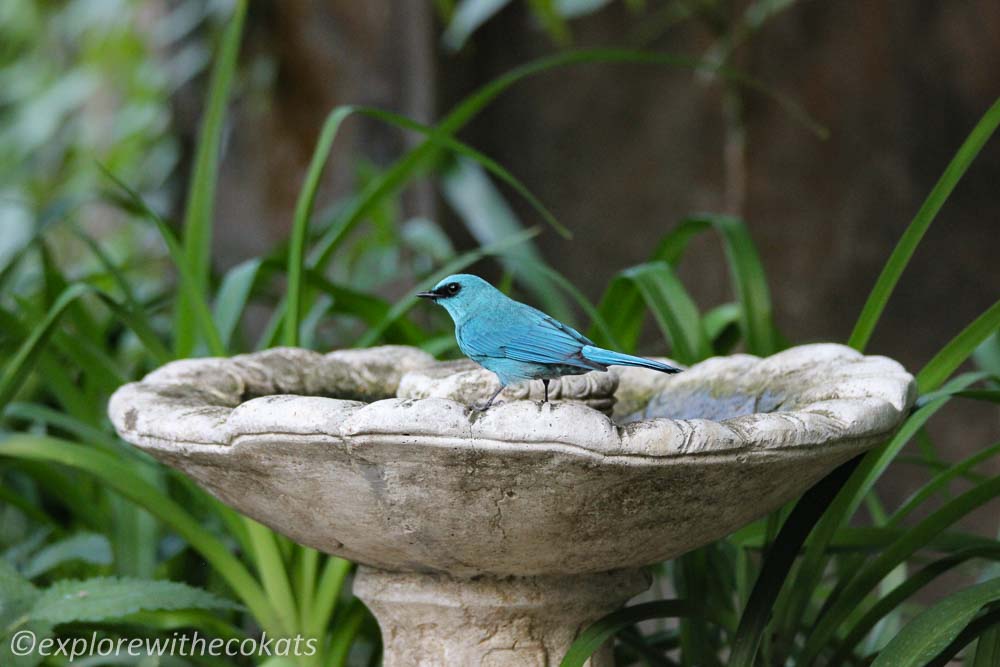 Verditer flycatcher