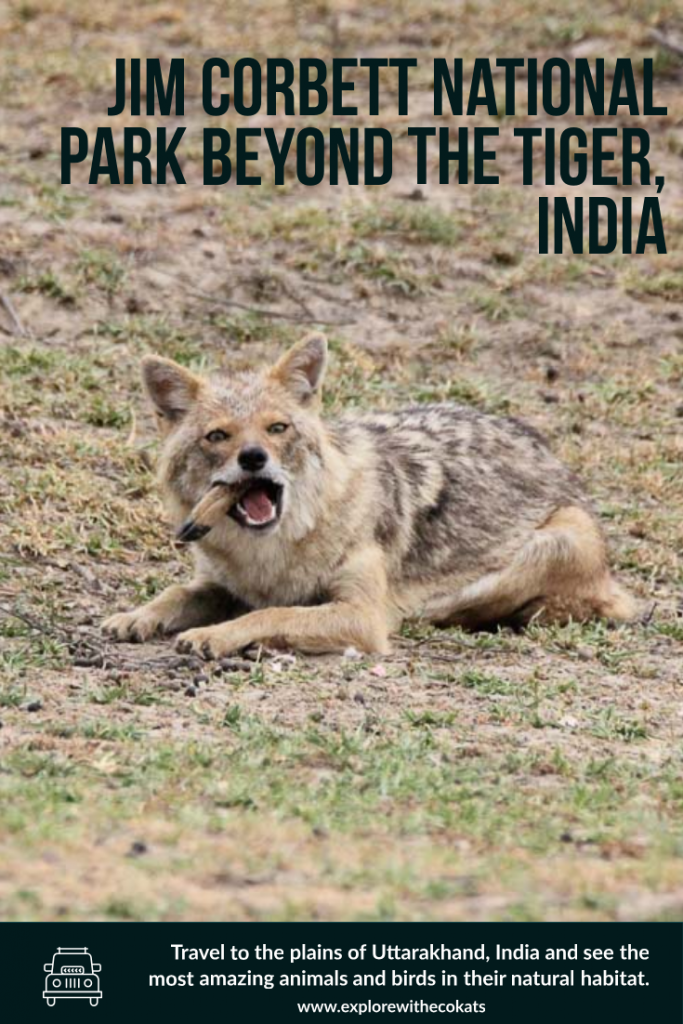 Jim Corbett National Park #uttarakhand #wiildlifeofindia #ecotourism #sustainabletourism #corbettnationalpark
