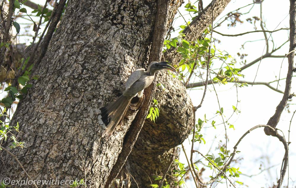 An Indian Grey Hornbill in Jim Corbett Mational Park