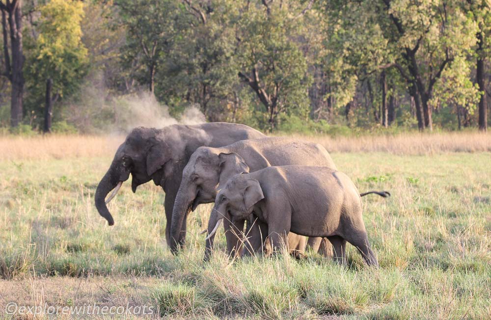 A herd of elephants in Jim Corbett National Park