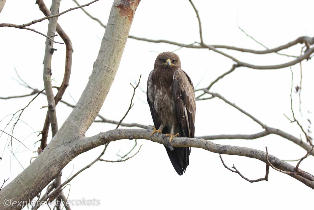 A steppe eagle