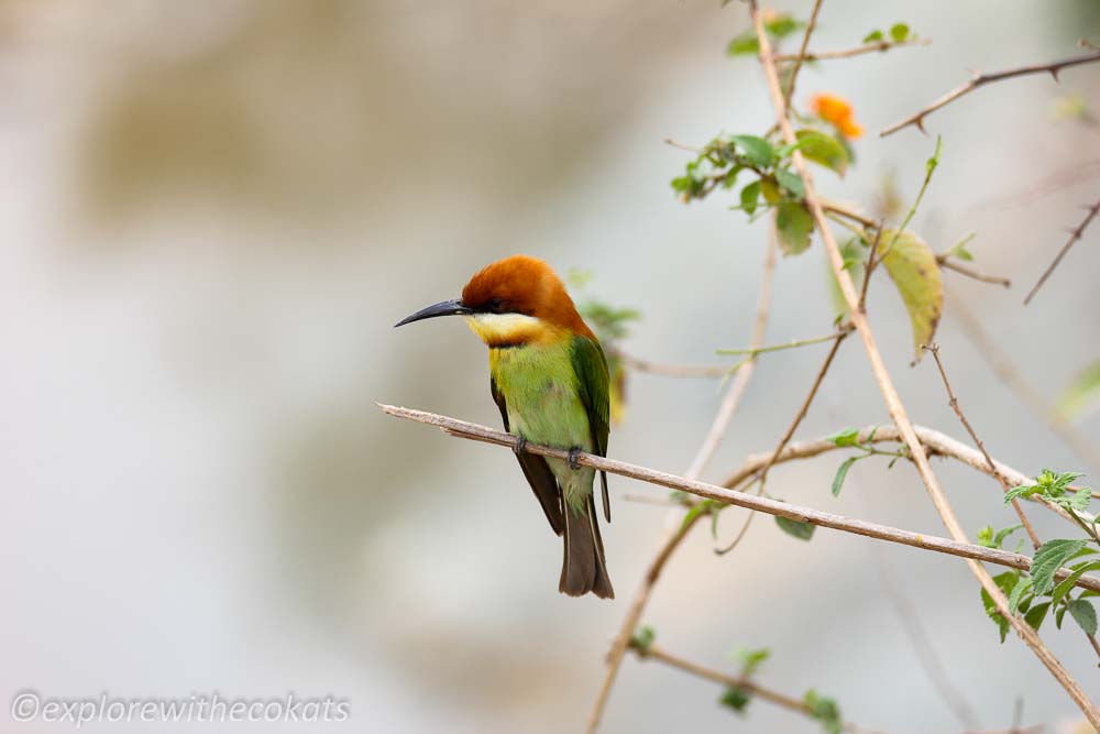 Chestnut headed bee eater