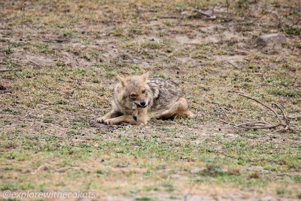 A golden jackal at Jim Corbett National Park