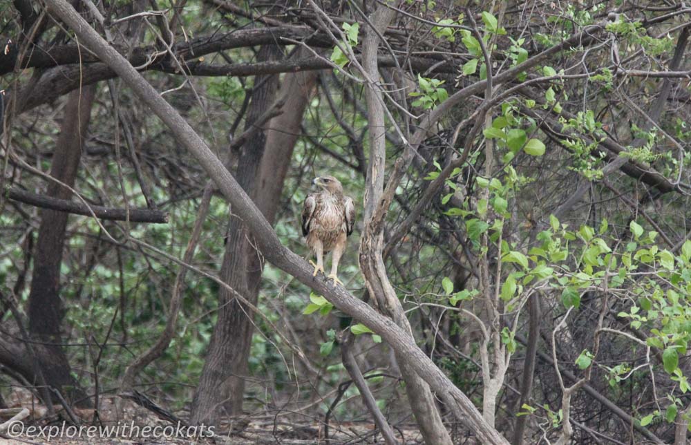 A booted eagle at Jim Corbett National Park