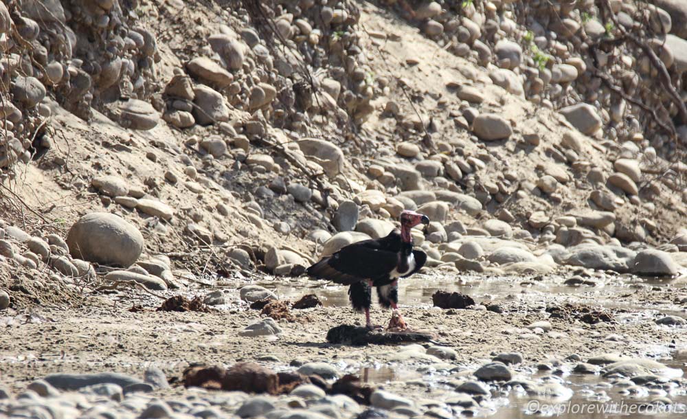 A red headed vulture