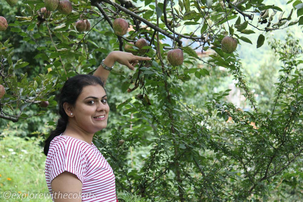 Plucking apples in Manali Apple Orchard