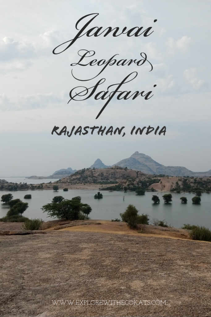 Jawai Leopard #Rajasthan #India #Wildlifeofindia #ecotourism #wildlifetourism #saveleopard