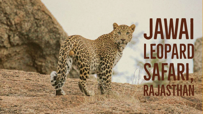 jawai leopard safari sena