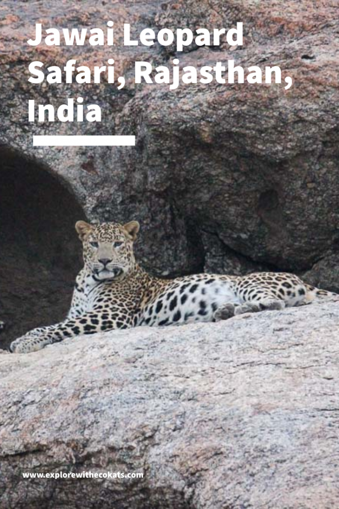 Jawai Leopard #Rajasthan #India #Wildlifeofindia #ecotourism #wildlifetourism #saveleopard