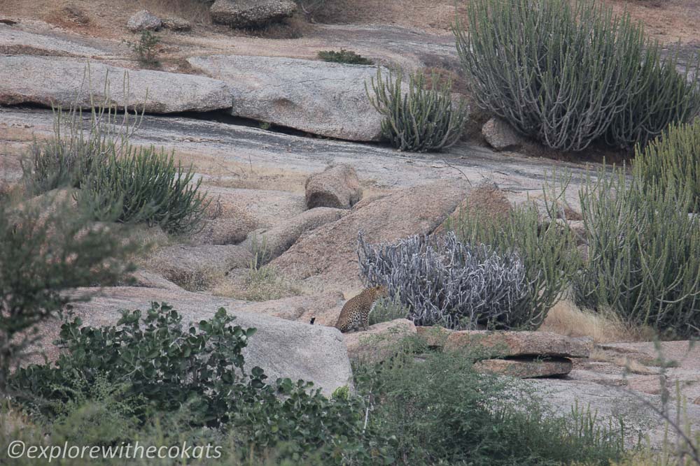 Jawai Leopard-scape