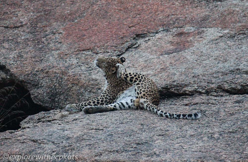 Jawai leopards on Jawai hill