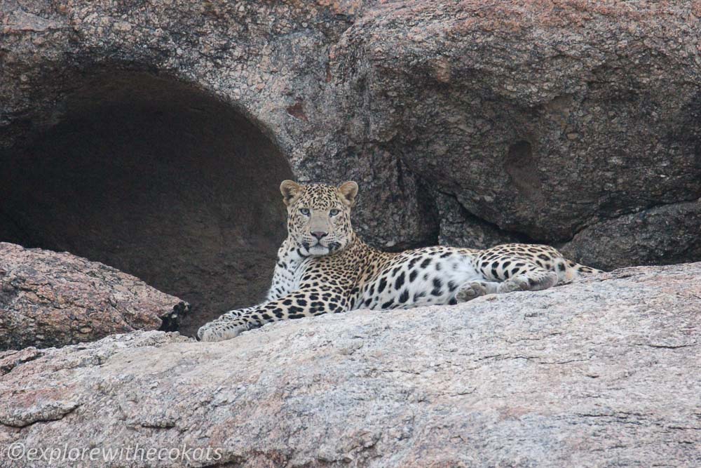 Jawai leopard resting near its cave