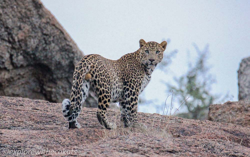 Jawai leopard