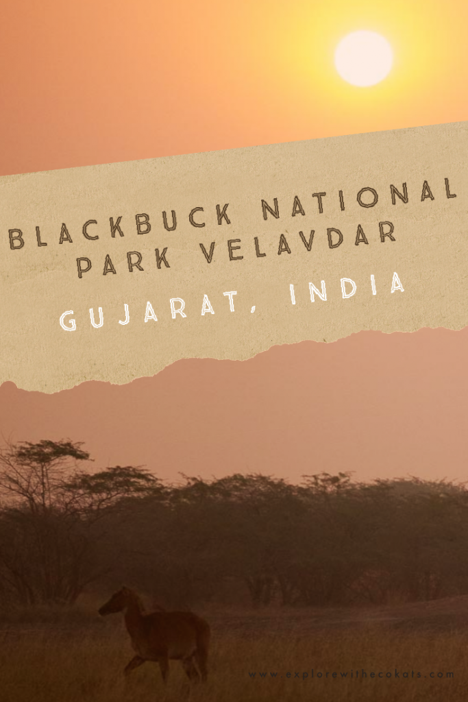 Blackbuck National Park #velavadar #gujarat #gujarattourism #wildlifeofindia