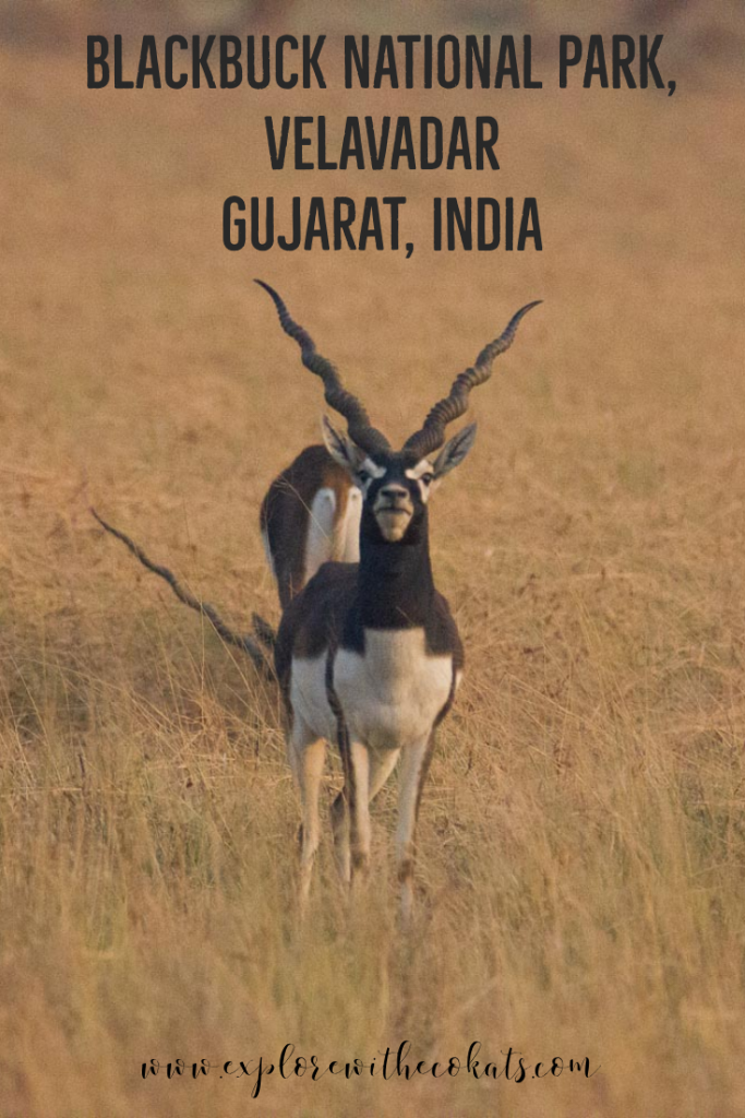 Blackbuck National Park #velavadar #gujarat #gujarattourism #wildlifeofindia