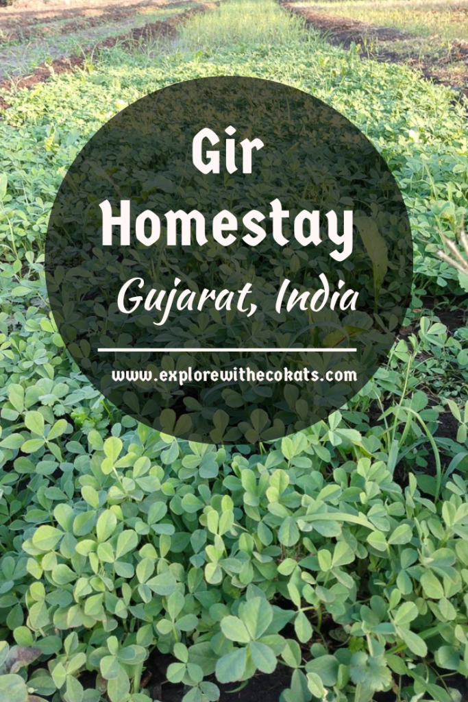 Gir Homestay at #girnationalpark #gujarat #gujarattourism #sustainabletourism