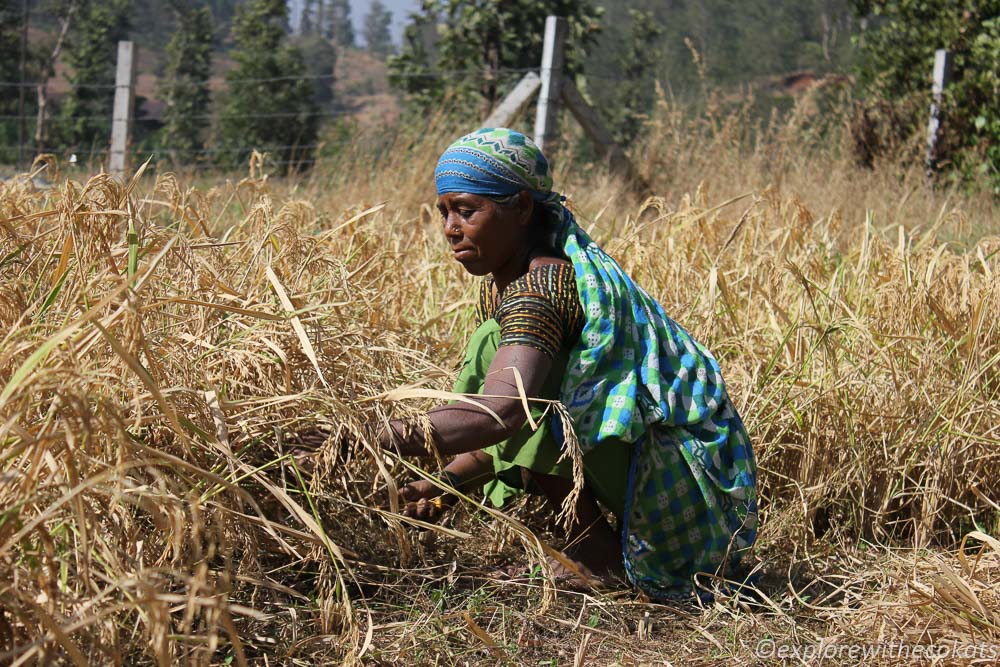 Manual harvesting of paddy from fields of Baradpani