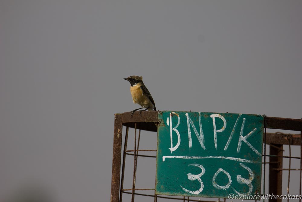 Birds at blackbuck national park