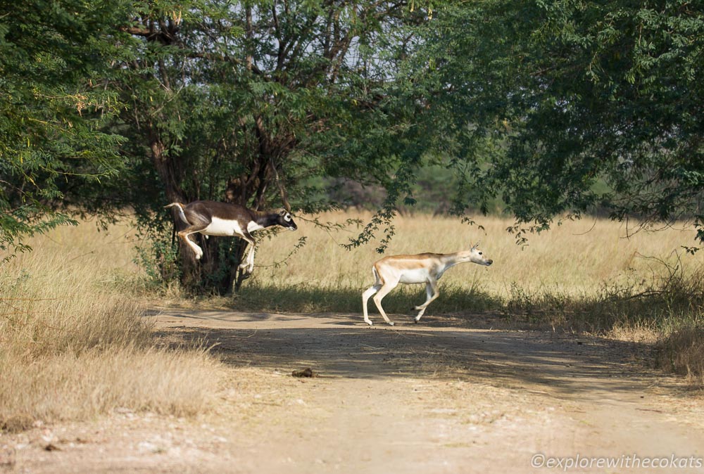 Blackbucks at the blackbuck national park