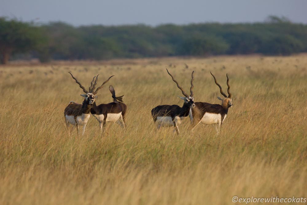 Blackbucks at the blackbuck national park