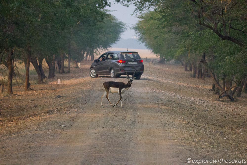 Blackbuck National Park safari