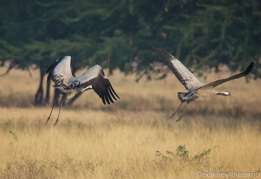 Common cranes