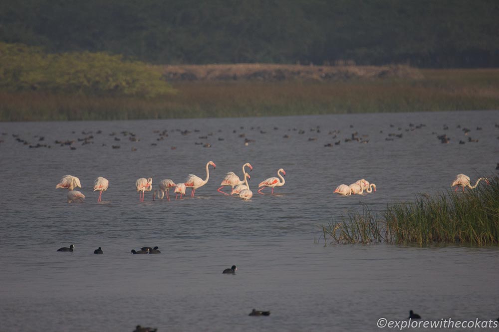 Flamingos at the blackbuck national park wetland