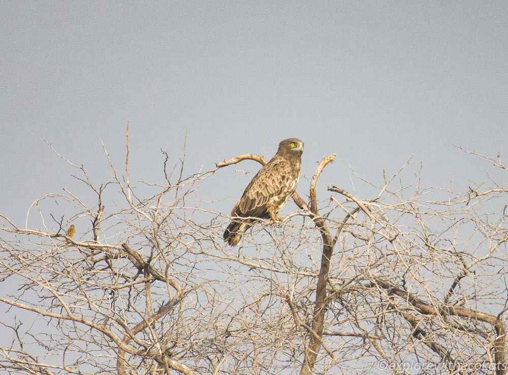 Short toed eagle