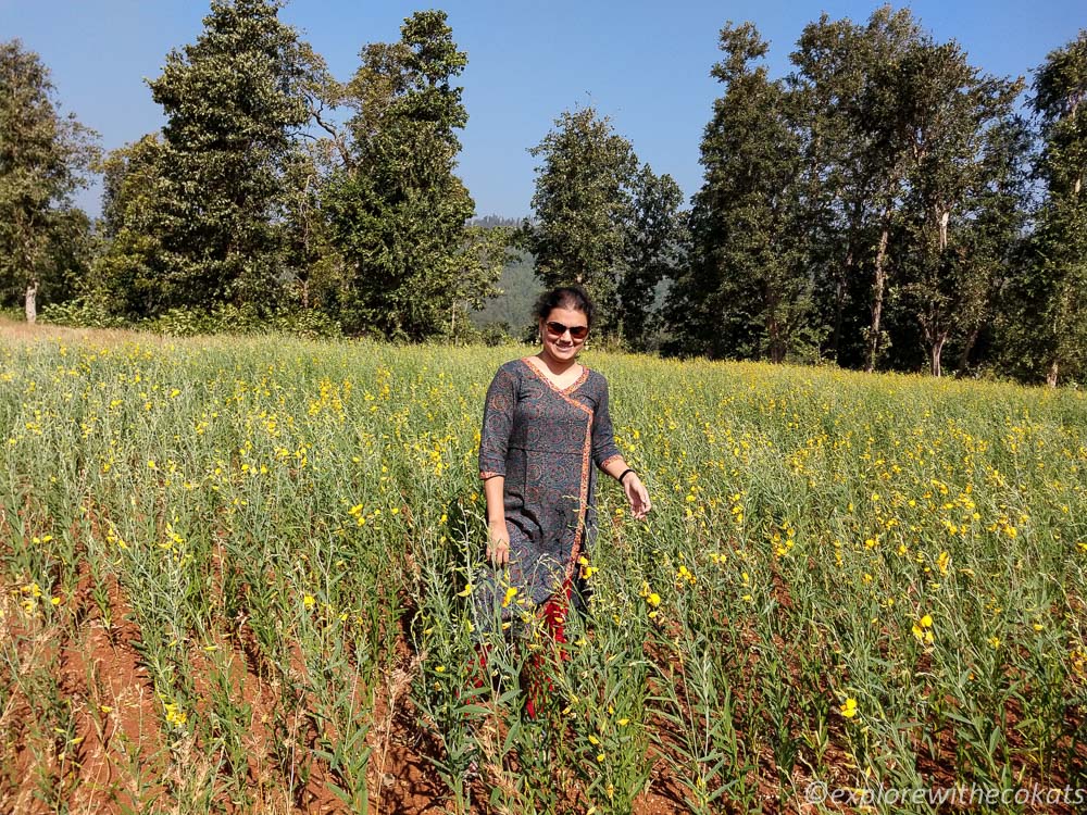Mustard fields in Baradpani