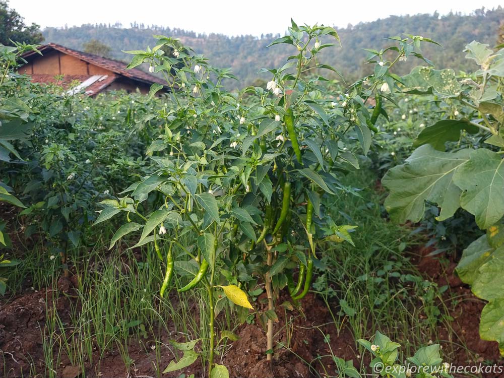 Chili farm near homestay