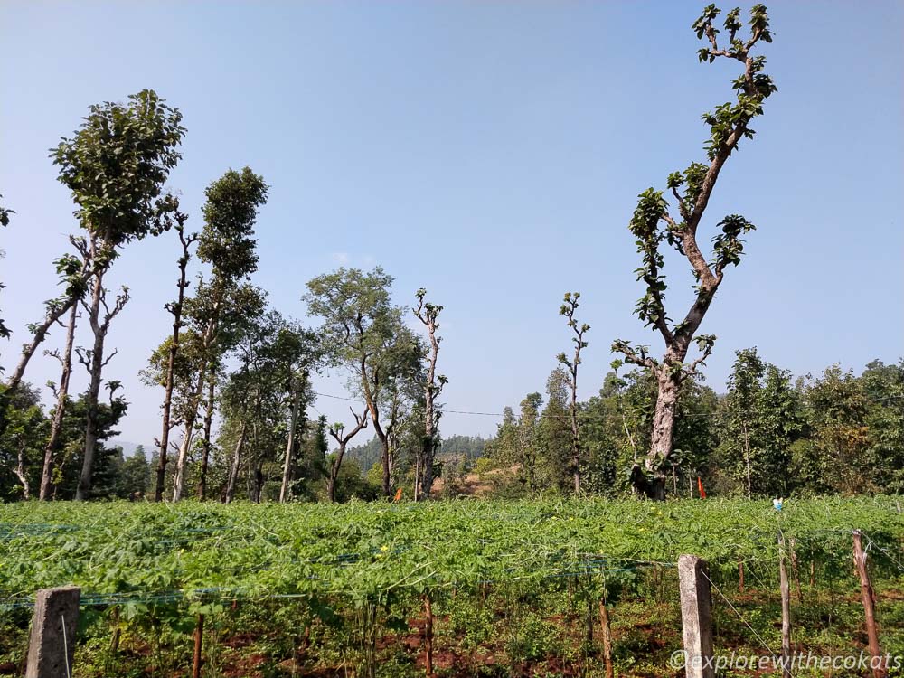 Bitter gourd farms